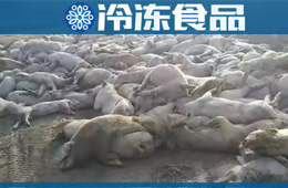 農(nóng)業(yè)農(nóng)村部通報(bào)河北首例非洲豬瘟疫情！“豬”又告急，“肉”更難安！